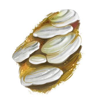 Trichaptum abietinum mushroom, poroid fungus closeup digital art illustration. Boletus haswhite or cream color of fruit body and grows on tree. Mushrooming season, plants growing in wood and forest