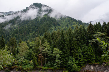 Fototapeta na wymiar Mountain forest after the rain