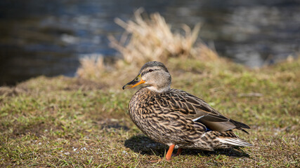 Stockente am Ufer