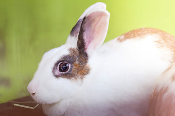 Obraz premium Rabbit face close up