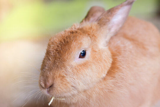 Rabbit face close up