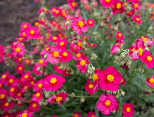 Obraz na płótnie Canvas red heliantemum close-up garden rarity blurred background blurred background