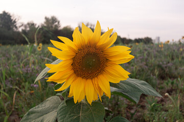 A sunflower