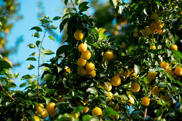 Mirabellen on the tree
