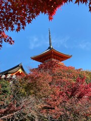Obraz premium 京都のお寺と紅葉