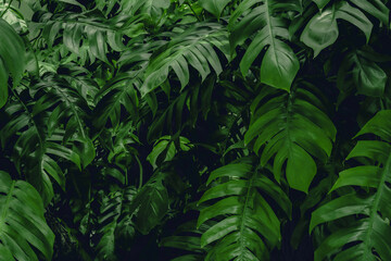 Naklejka na ściany i meble green monstera leaf background, tropical leaf, abstract green leaf texture
