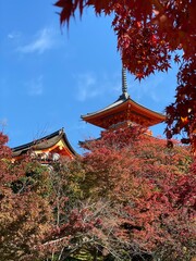 Obraz premium 京都のお寺と紅葉