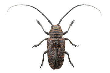 Beetle - Zographus regalis cuprea isolated on white