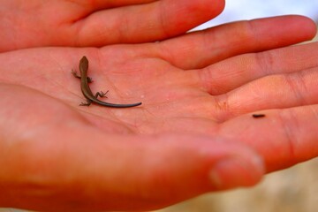 hand holding a worm