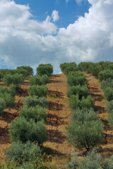 Young Olive Trees on the Plantation
