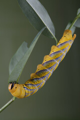 Caterpillar of Acherontia atropos - Deaths-head Hawk Moth