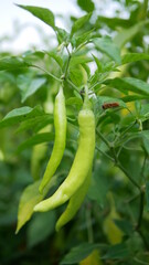 Selective focused of green chilli pepper hanging on tree in the plantation, green peppers growing in the garden.