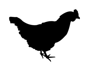 Vector black simple silhouette of a hen, chicken, or fowl isolated on white background. Illustration of a farm animal, livestock.