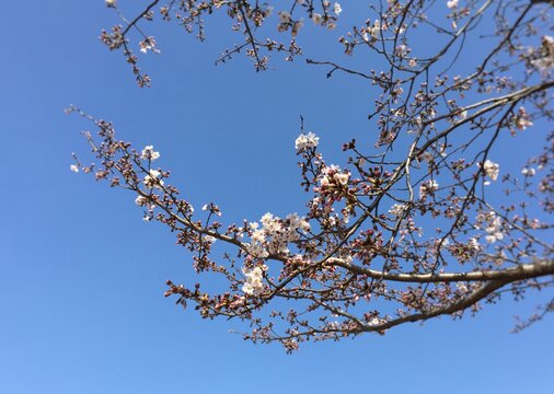 桜　開花したばかりのソメイヨシノ