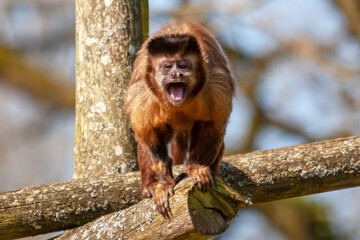 Singe capucin