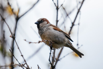 House sparrow sitting on a branch