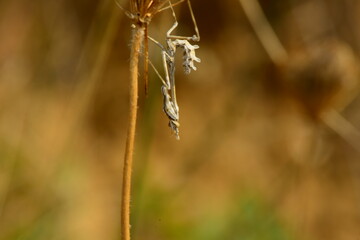 Mantis