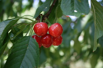 Cherries in the backyard