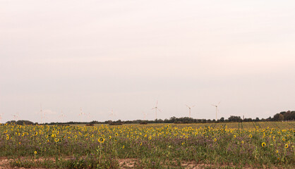 sunflower horizon