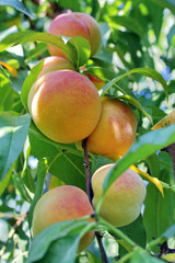 Fresh Peach Fruit on Tree Growing. Peach on a Branch