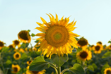 Sunflower field with sunflower in the center of the image