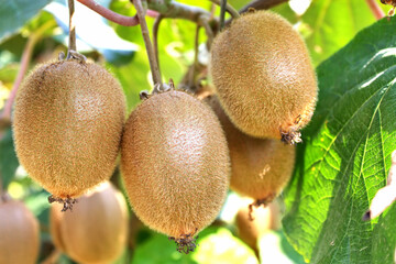 Fresh Kiwi Fruit on Tree Growing. Kiwi on a Branch.