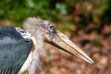 Marabout d'Afrique en gros plan	