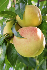 Fresh Peach Fruit on Tree Growing. Peach on a Branch