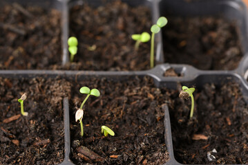 Young seedling in a plastic tray.
