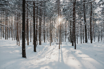  Forest in the winter snow