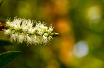 Melaleuca cajuputi flower and ants, in shallow focus