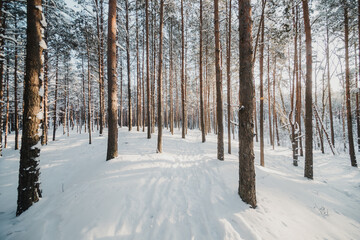 forest in winter