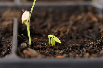 Young seedling in a plastic tray.