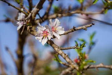 Tiny flowers. Blossom. Almond tree. Spain. 
