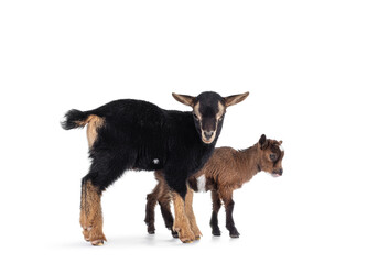 Two cute little goats standing together. Isolated on white background.