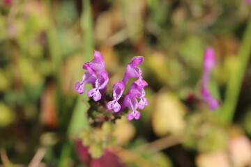 冬の野原に咲くホトケノザのピンクの花