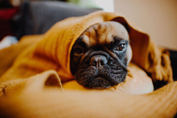 Cute french bulldog puppy sleeping under a blanket
