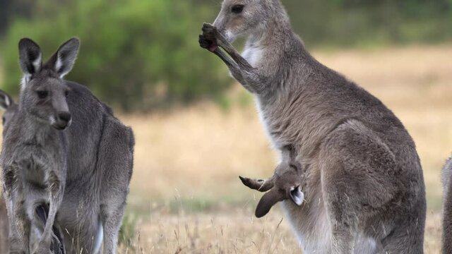 close up of an eastern grey kangaroo licking its arms to cool down at kosciuszko national park of nsw, australia