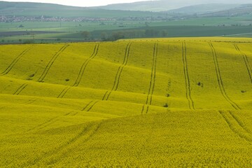 pola kwitnącego rzepaku, uprawa roślin oleistych, na polach ślady po traktorze opryskującym rośliny, wiosenny krajobraz Moraw