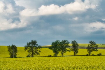 krajobraz wiosenny z kwitnącym polami rzepaku na Morawach, rząd drzew rosnący wzdłuż drogi, słoneczna wiosenna pogoda - obrazy, fototapety, plakaty