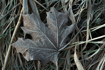 Frosty very bright morning sunlight, amazing macro photo.