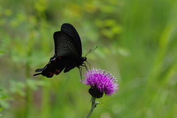 ノアザミとクロアゲハ（Papilio protenor）