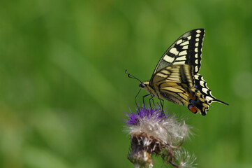 キアゲハ（Papilio machaon）