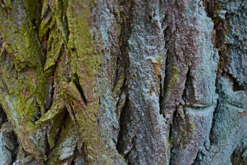 forest
