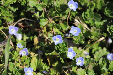 冬の野原に咲くオオイヌノフグリの青色の花