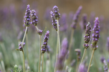 Lavender flowers in region
