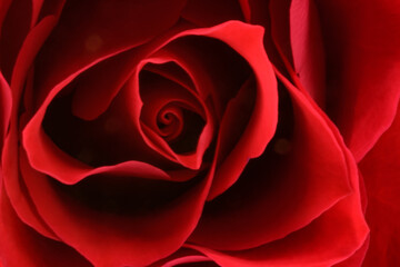 Rote Rose Ausschnitt