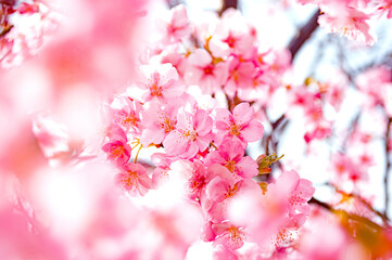 満開の鮮やかな桜