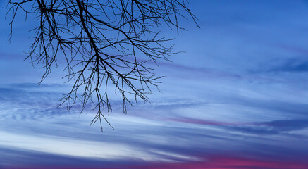 front view, silhouette tree branches standing in front of cloudy sky background at sunset