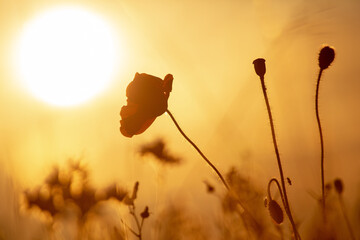 Mohnblume im Sonnenuntergang